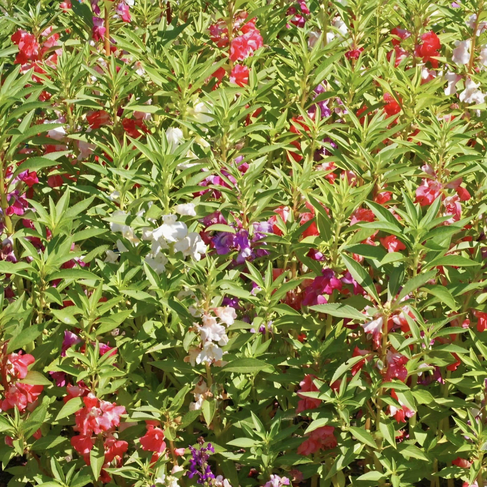Camilia Flowered Balsam Seeds (Impatiens balsamina)