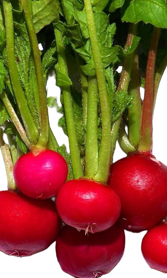 Crimson Giant Radish Seeds – Untreated, NON-GMO, Heirloom Free Shipping!