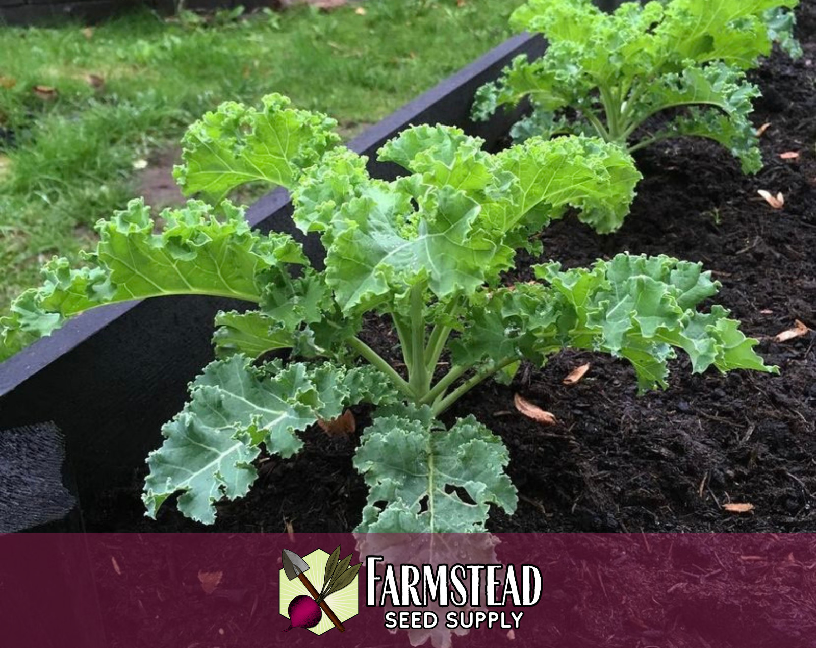 2,500+ Kale Seeds [Vates Blue Scotch] Vegetable Gardening, Heirloom, Non-GMO