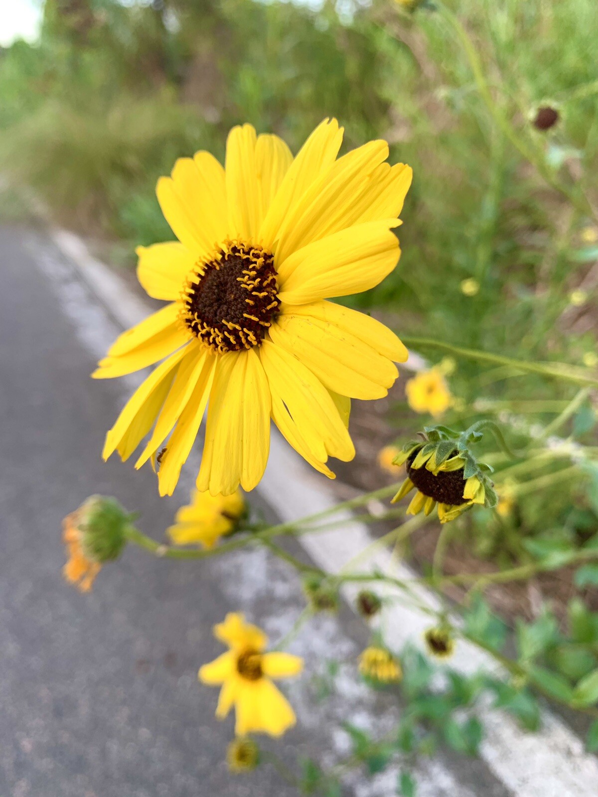 California Brittlebush/ Encelia California – 50 Seeds – USA