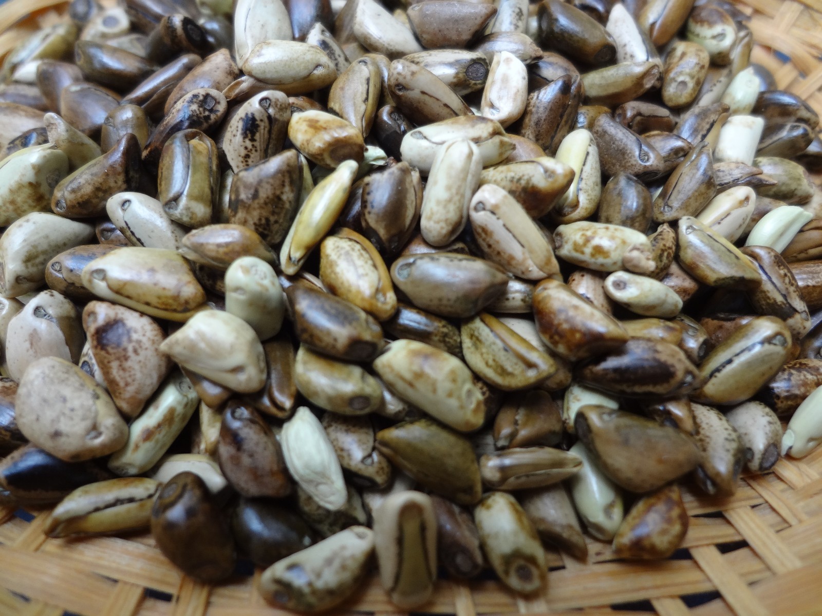 TEOSINTE Nitrogen-Fixing Corn Ancestor (Zea mays ssp. mex./parviglumis) SEEDS