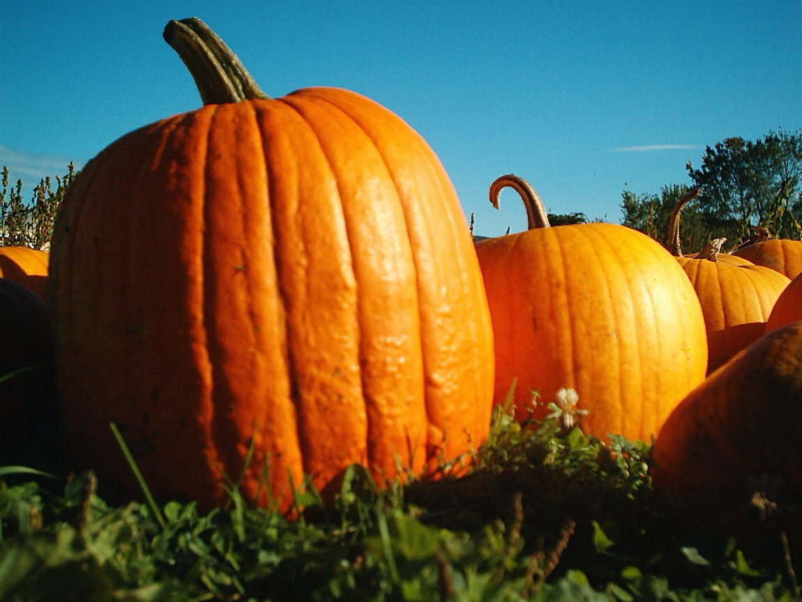 Big Max Pumpkin Seeds, (up to 100 pounds), Cucurbita pepo
