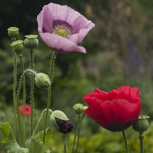 Mixed Colors Poppy Seeds For Planting 20,000+ Organic Stratified Various Colors