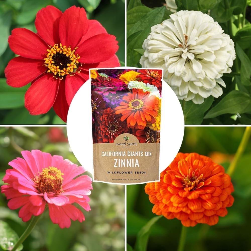 Bulk Zinnia Seeds – California Giants Mix – Bulk 1/4 Pound Bag Over 12,000 Fl…