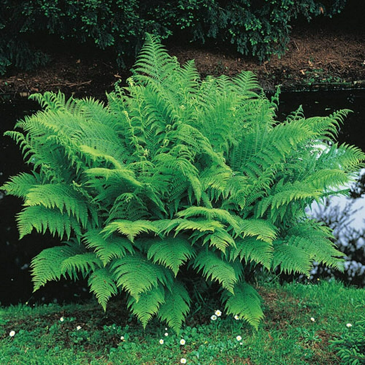 10 Lady Fern Roots/Root Systems – Common Ladyfern Plants – Athyrium filix-femina