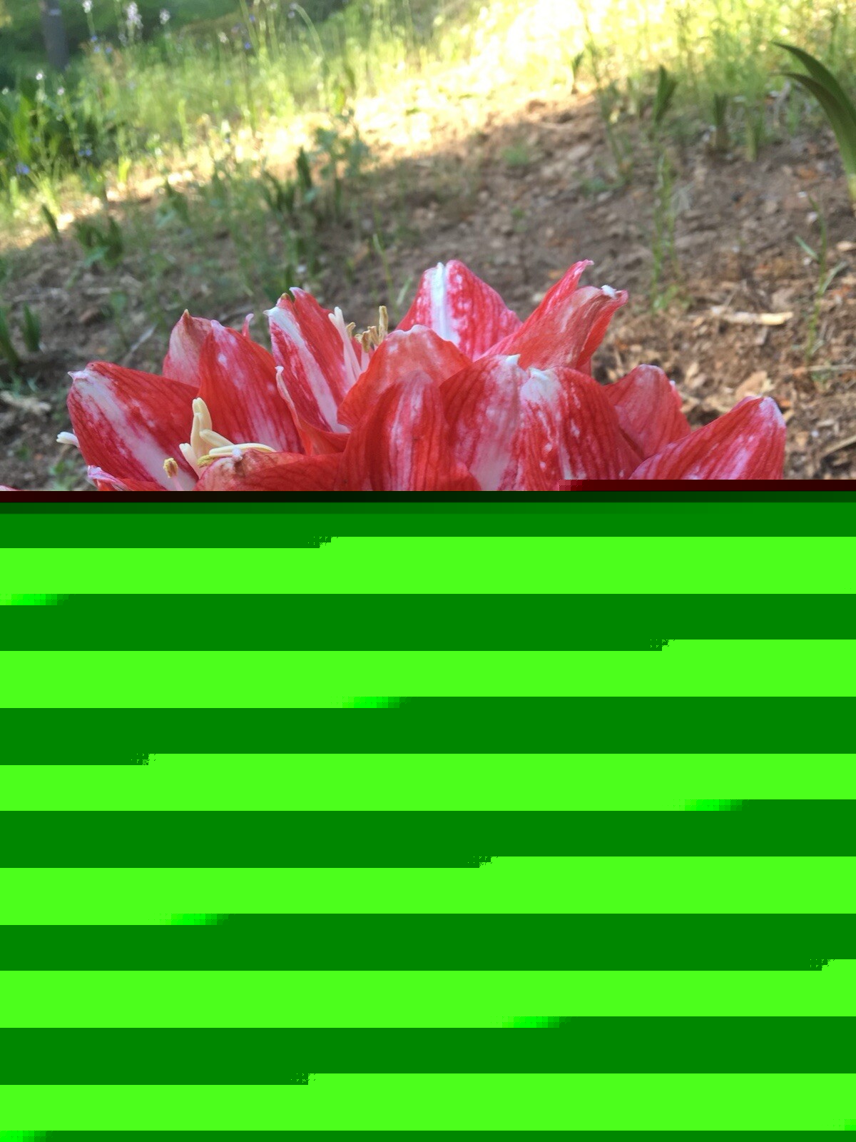 4 Large Amaryllis Bulbs