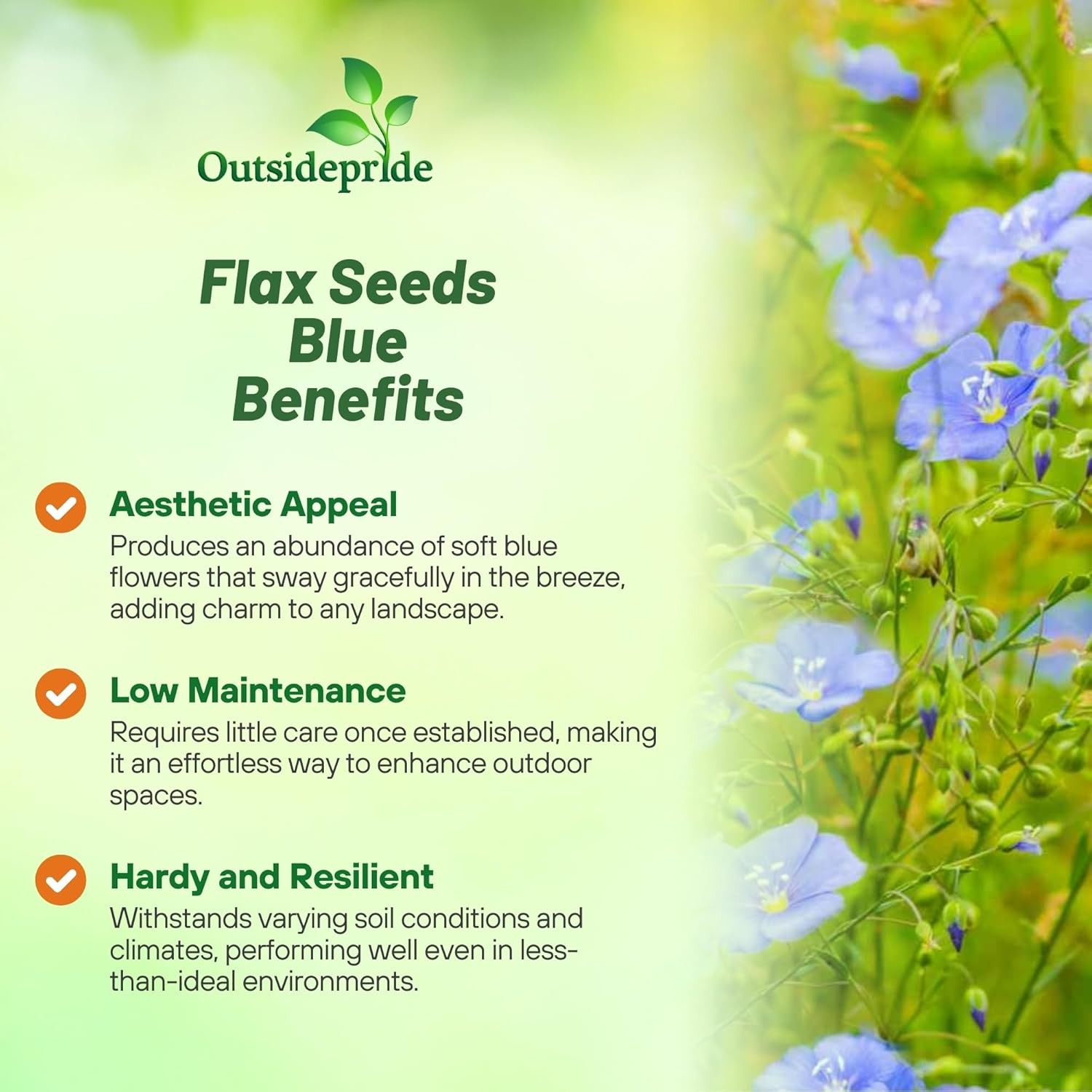 1 LB Blue Flax Wildflower Seeds For Planting Outdoors | Linum Perenne Seed