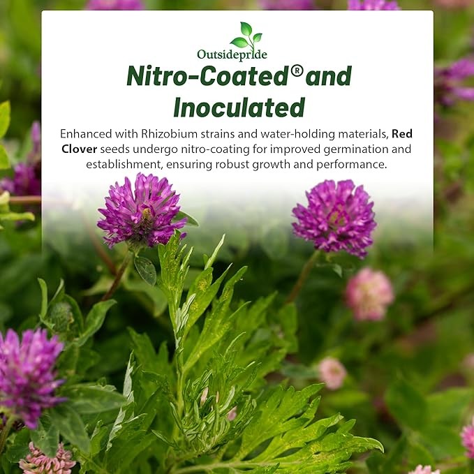 40 LBS – Inoculated Red Clover Seeds – Trifolium Pratense Clover