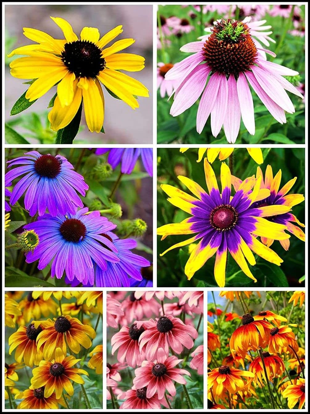 5g Mixed Black Eyed Susan(Thunbergia Alata) Seeds Flowers Garden Decor