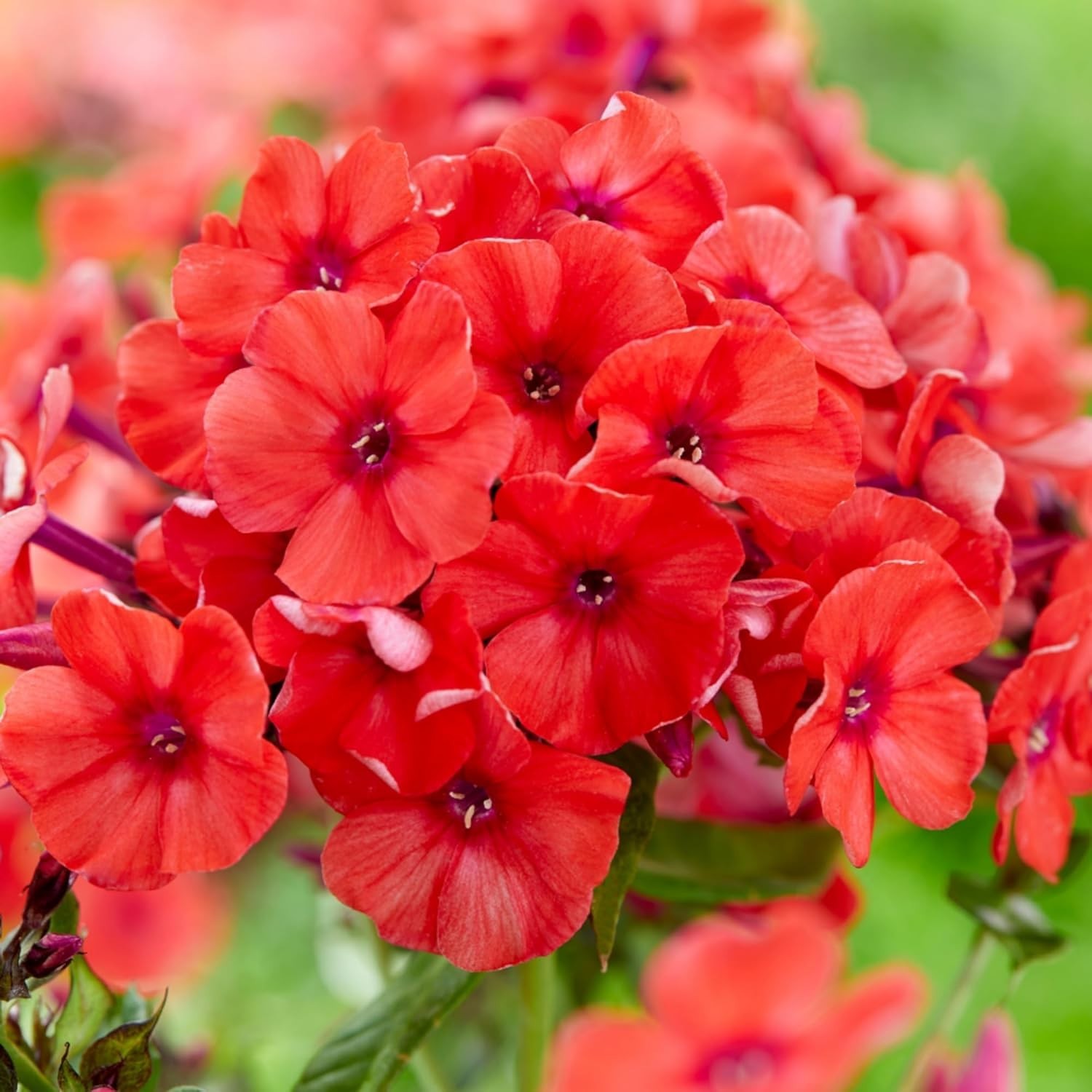 1000 Creeping Phlox Seeds for Planting Bright Mixed Phlox Seeds Creeping