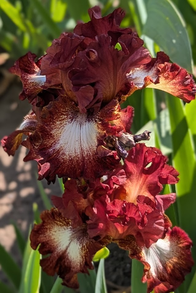 Spice Lord’ Tall Bearded Iris Rhizome PRE-SALE to Ship Aug/Sept