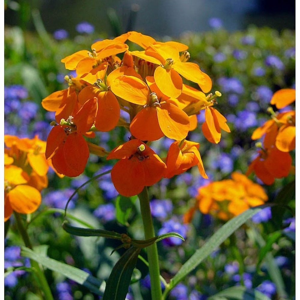 Siberian Wallflower Seeds ~ 1500 seeds