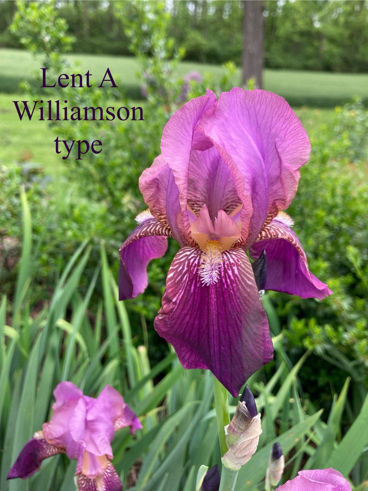 5- BEAUTIFUL PURPLE BEARDED IRIS LENT A. WILLIAMSON HYBRID Rhizomes, Tall