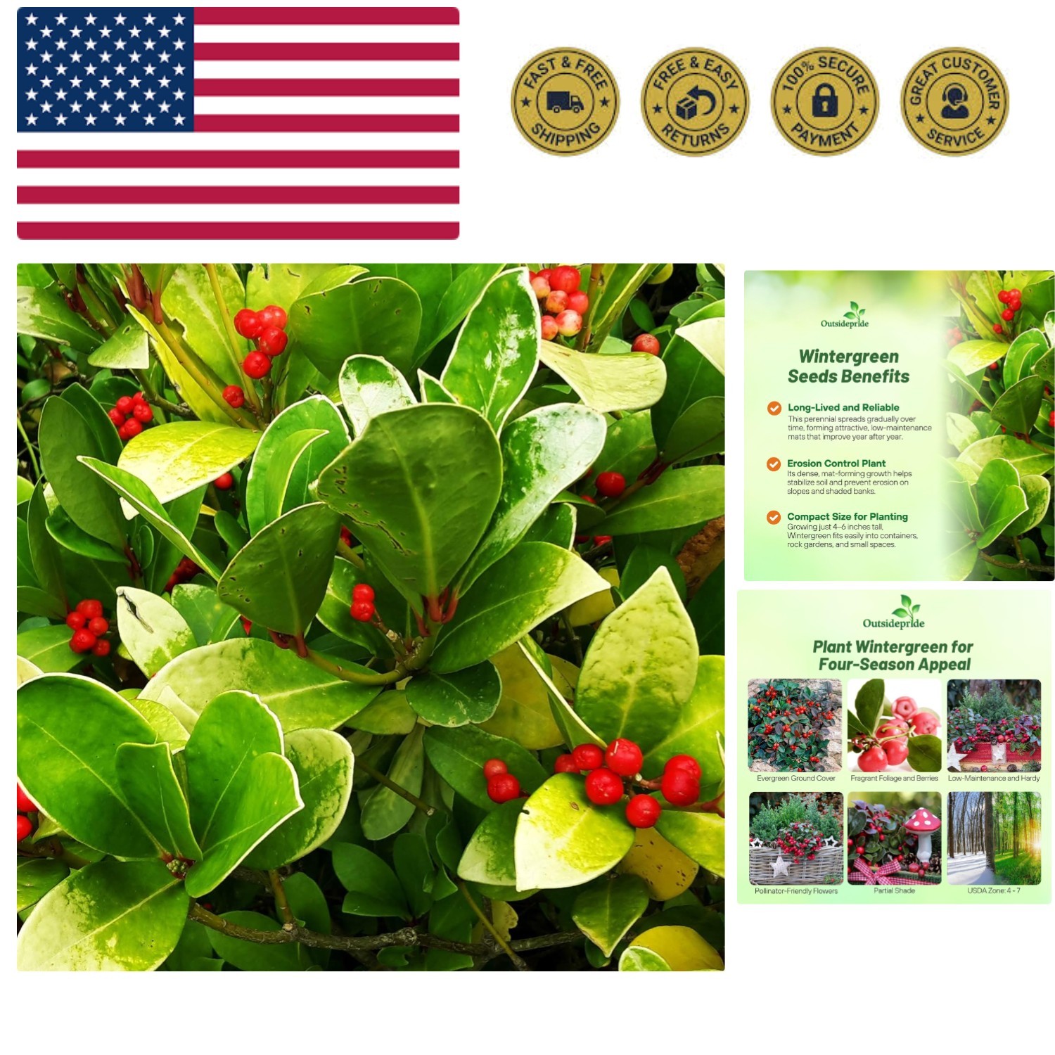 Wintergreen Seeds – 500 Pcs. Perennial, Cold-Tolerant & Low Maintenance, Grou…
