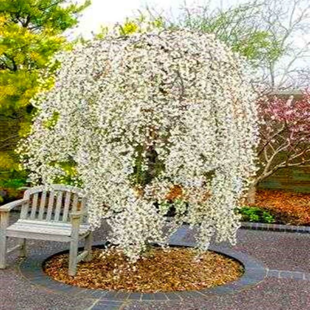 (10) WEEPING SAKURA CHERRY TREE SEEDS rare exotic flower USA SELLER W/TRACK