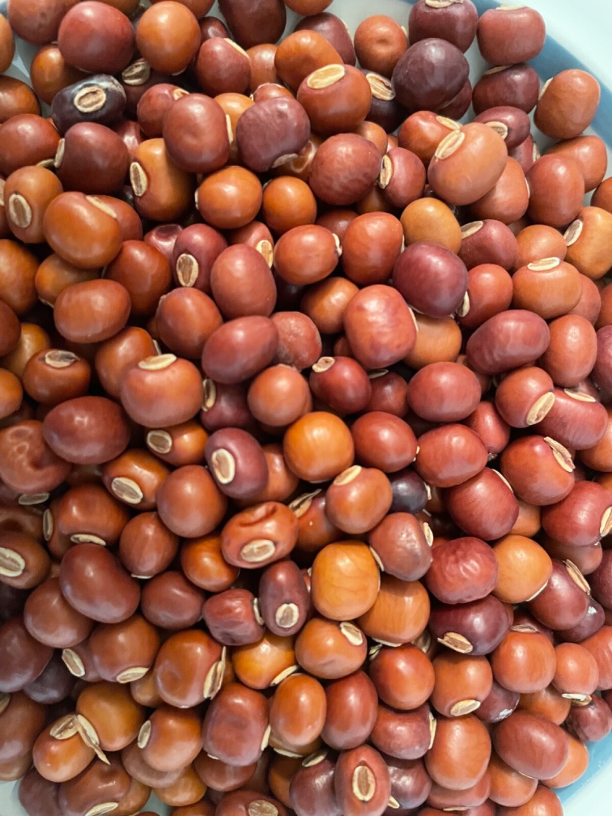 15 Asian Winged Bean Seeds Goa bean Asparagus Pea Green