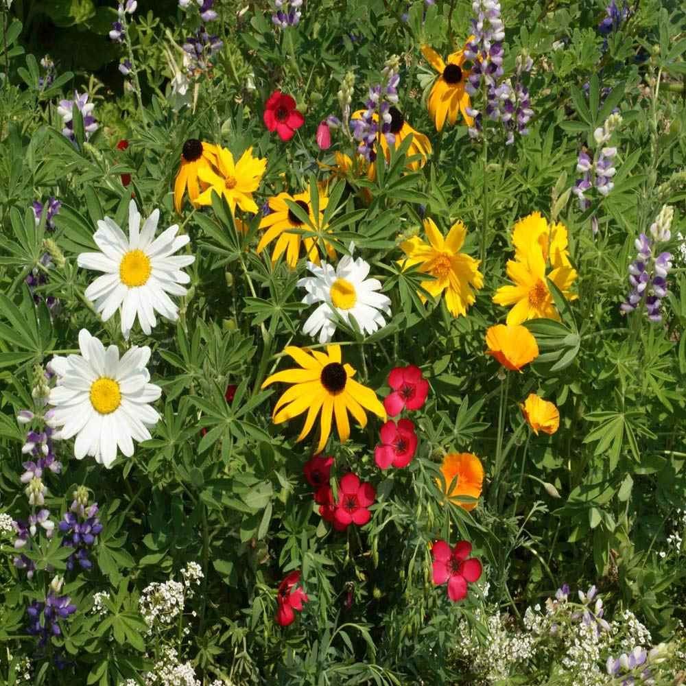 5 LBS Pacific Northwest wildflower seed mix from Outsidepride.