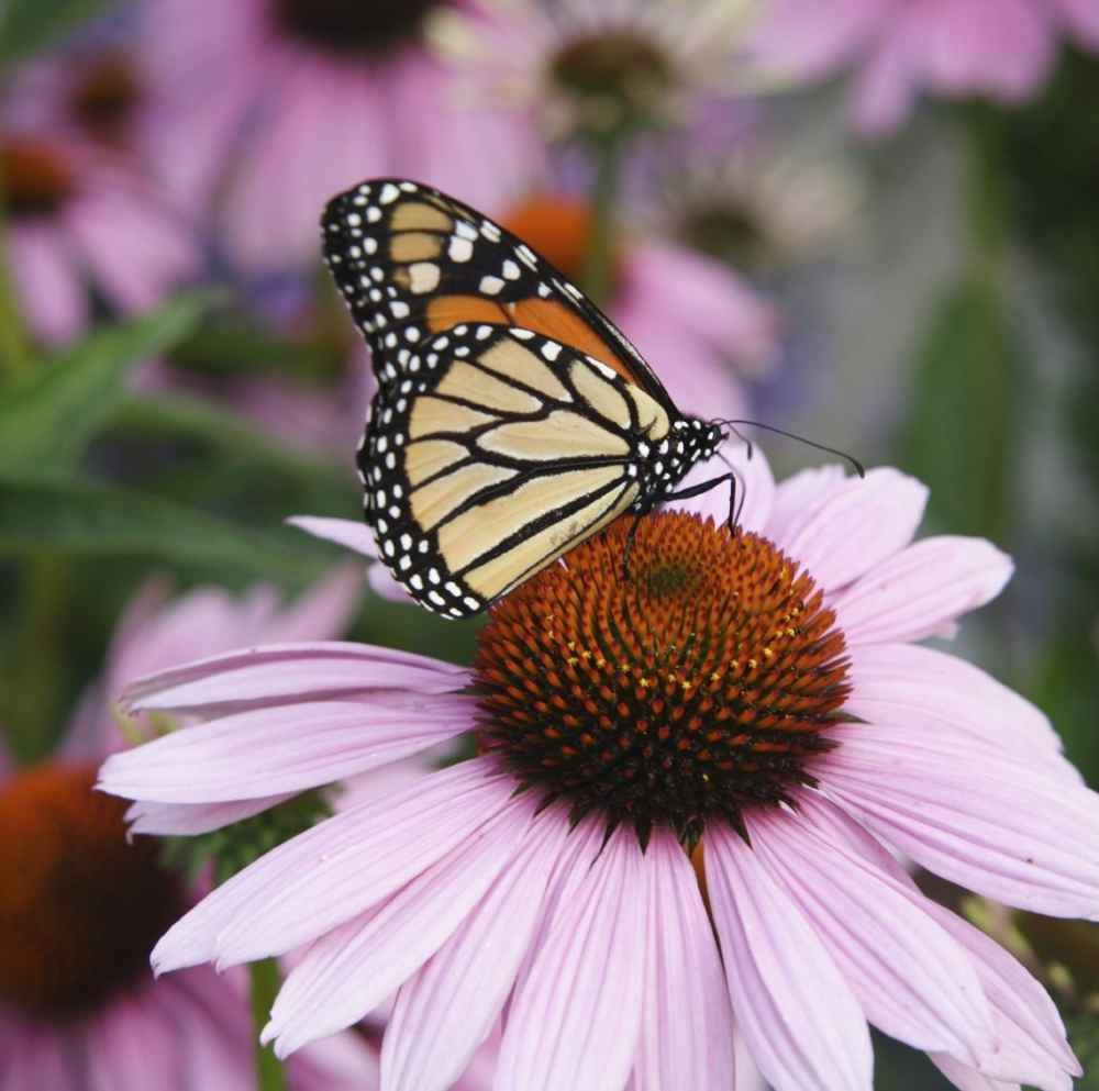 1000 Seeds Purple Coneflower Wild Flower Seed For Planting | Echinacea Seeds