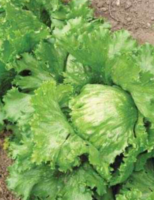Iceberg Lettuce Seeds Fresh Seeds Heirloom Organic