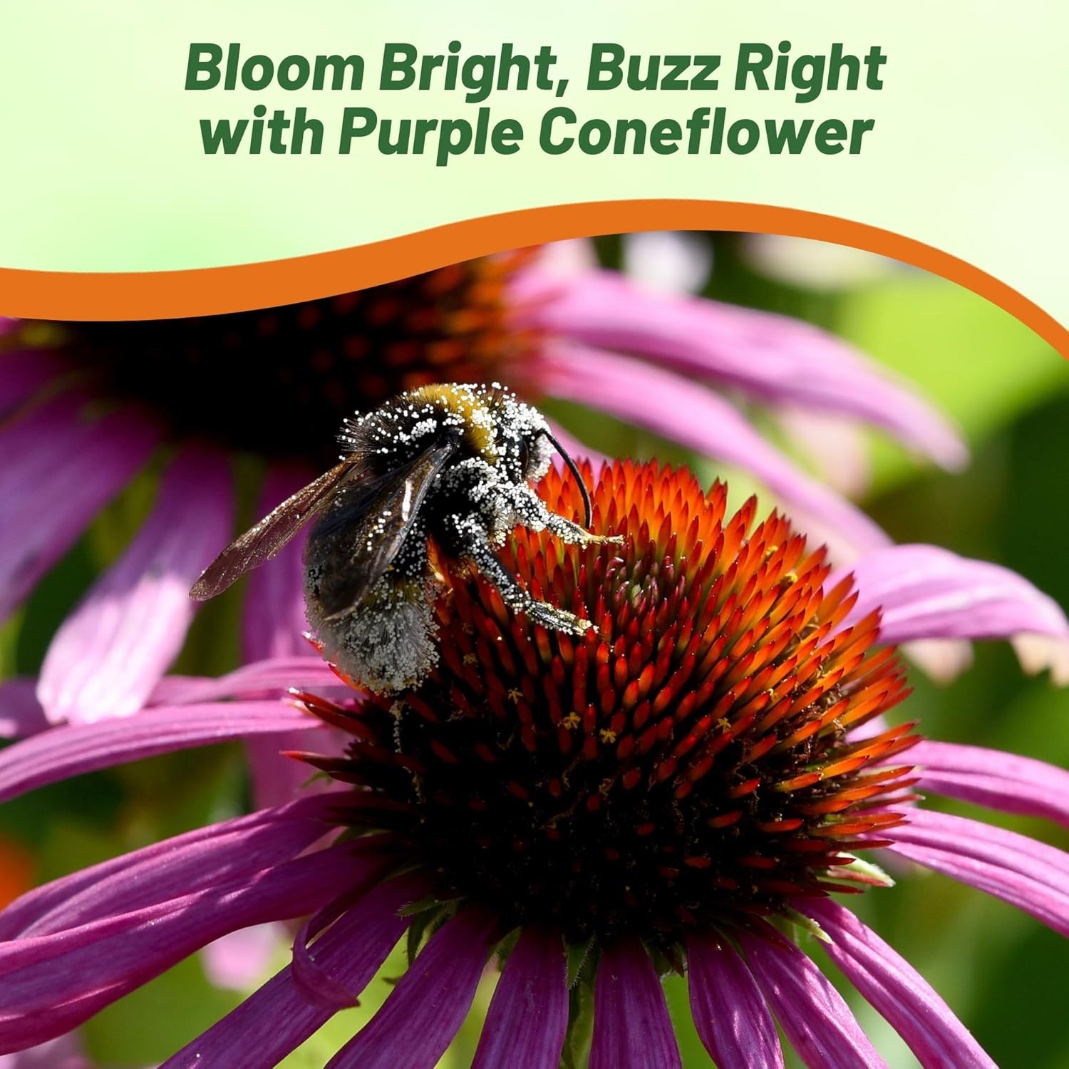 1000 Seeds Purple Coneflower Wild Flower Seed For Planting | Echinacea Seeds