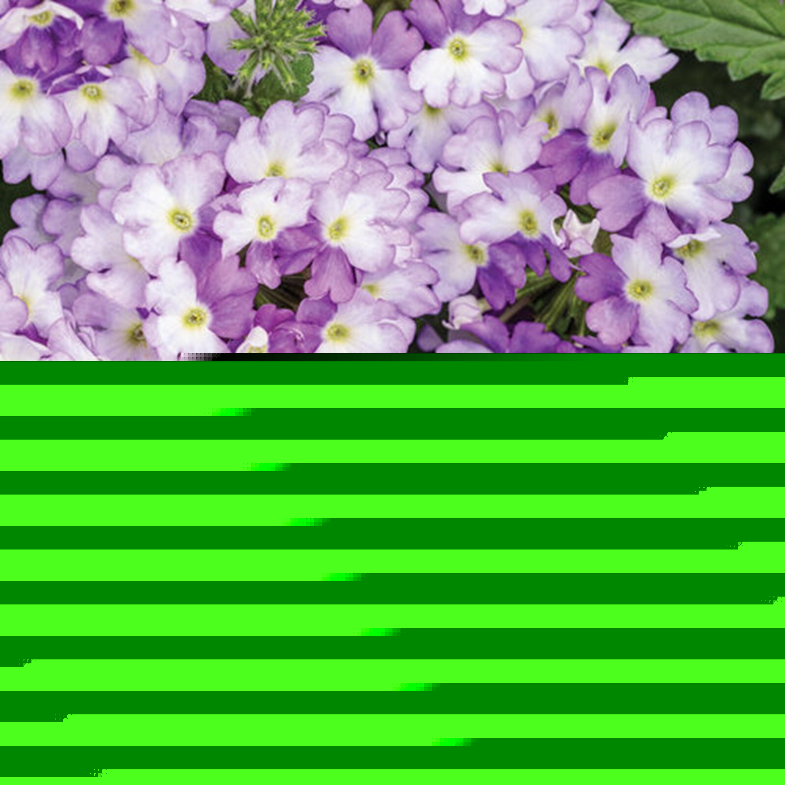 50 Sparkling Amethys Verbena Seeds Groundcover Tender Perennial Bees Seed Flower