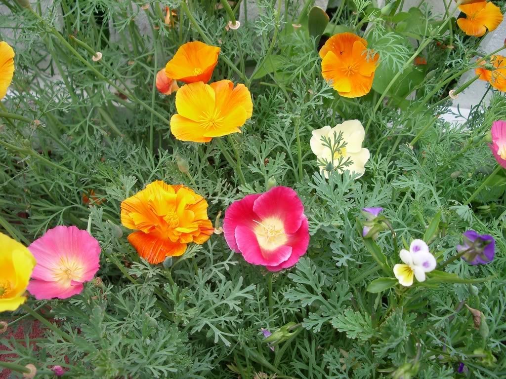 2001+CORN Field POPPY MIX Flower Seeds Wildflower Garden Container Fast Easy
