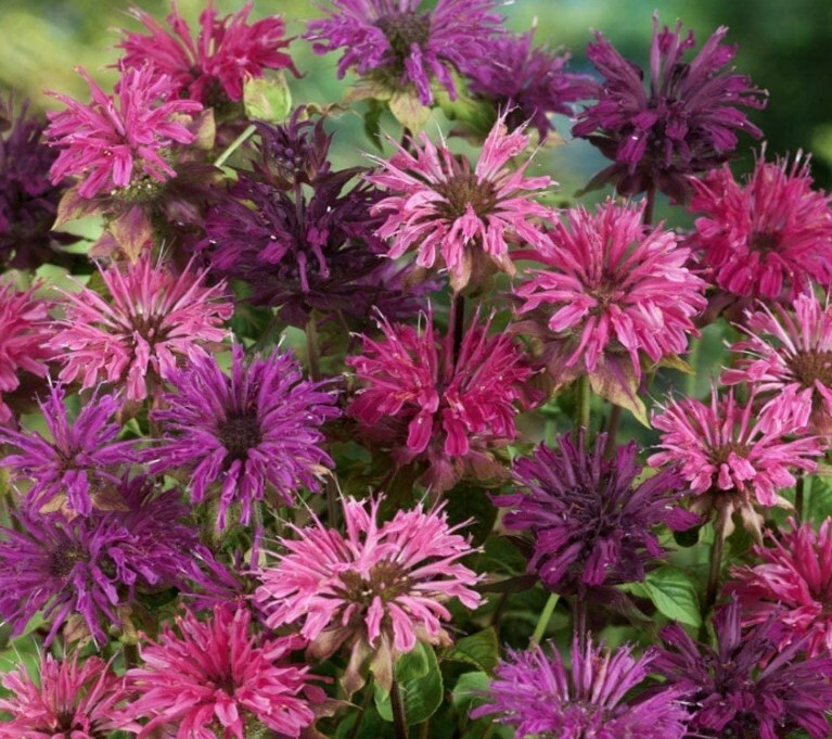 500 + Bee Balm Mixed Flower Seeds USA seller