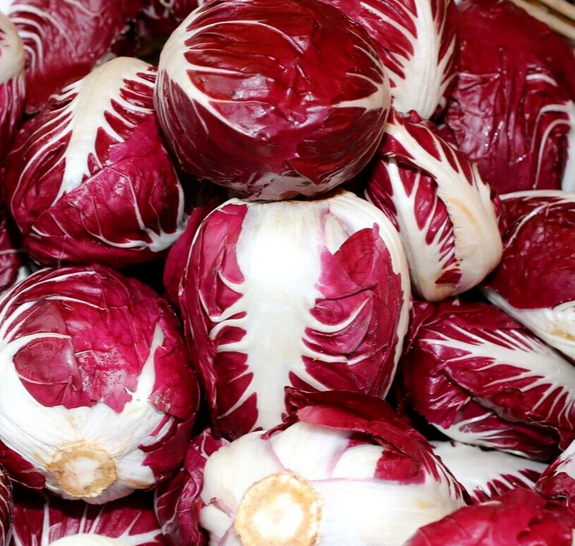 RADICCHIO SEEDS 500+ ROUGE DE VERONA CICHORIUM INTYBUS vegetable FREE SHIPPING