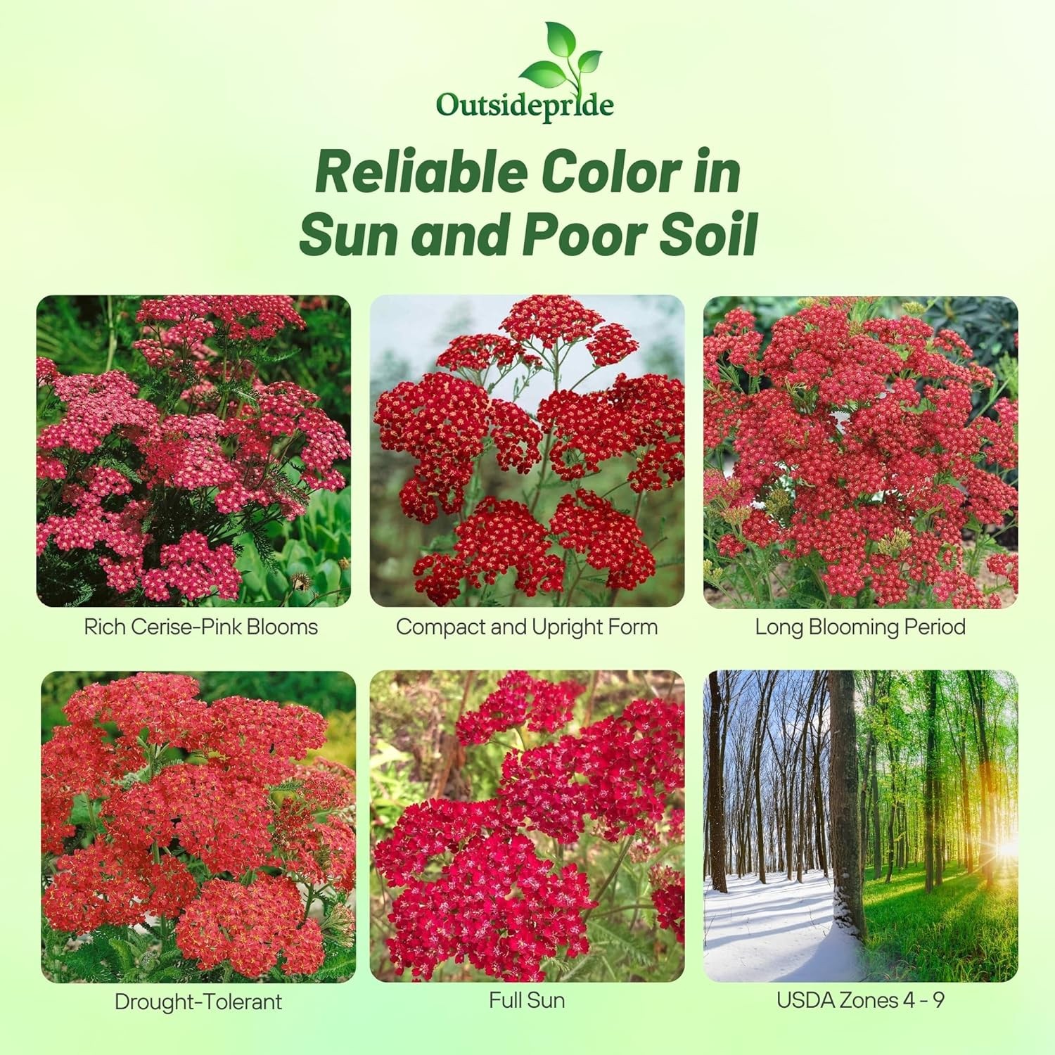10000 Seeds Achillea Cerise Queen Drought Resistant Yarrow Garden Flower