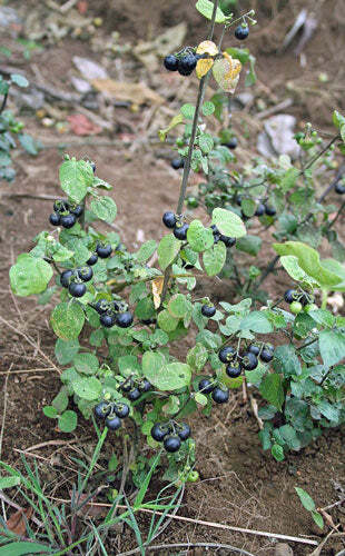 Solanum scabrum | Garden Huckleberry | 10 Seeds