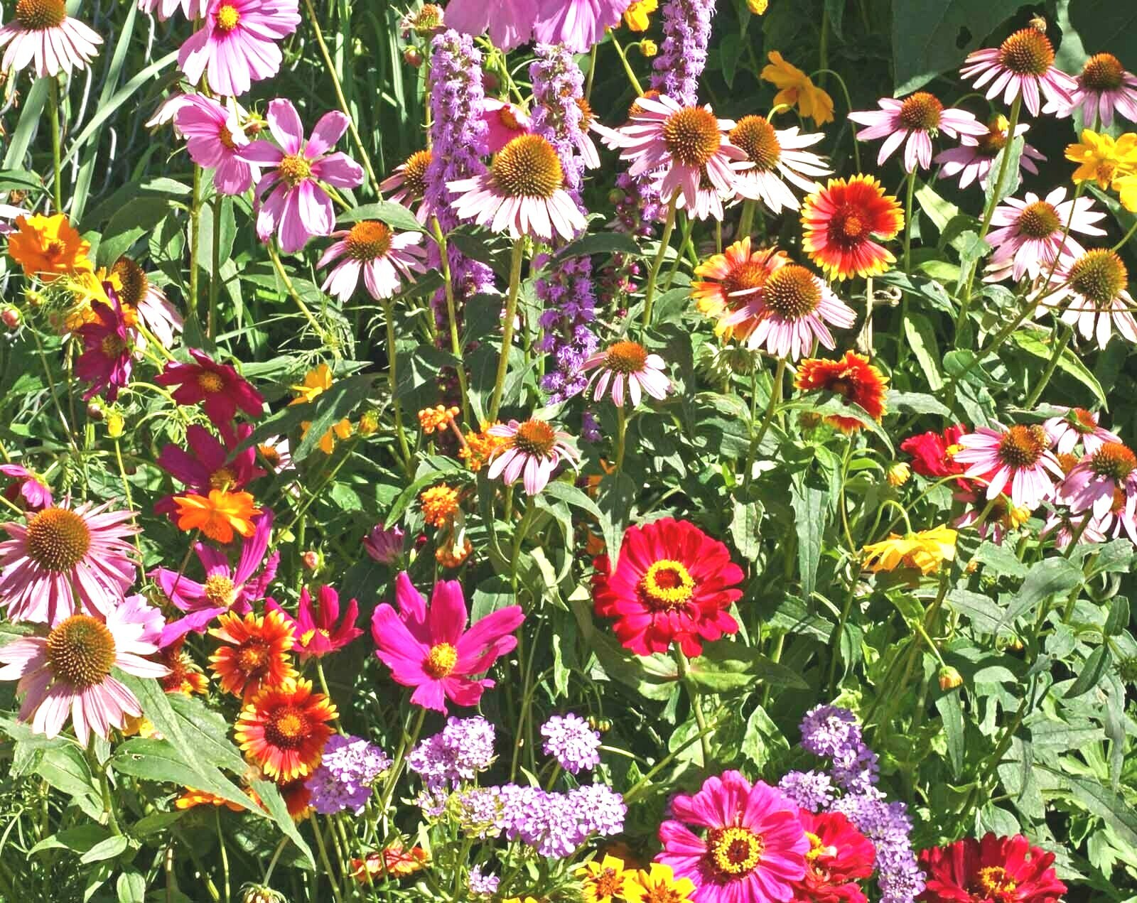 2000+POLLINATOR MIX Seeds 17 Native Wildflowers Annual Perennial Garden Easy