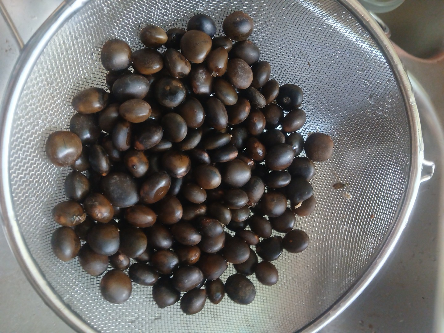 75 Kentucky Coffee-Tree Seeds