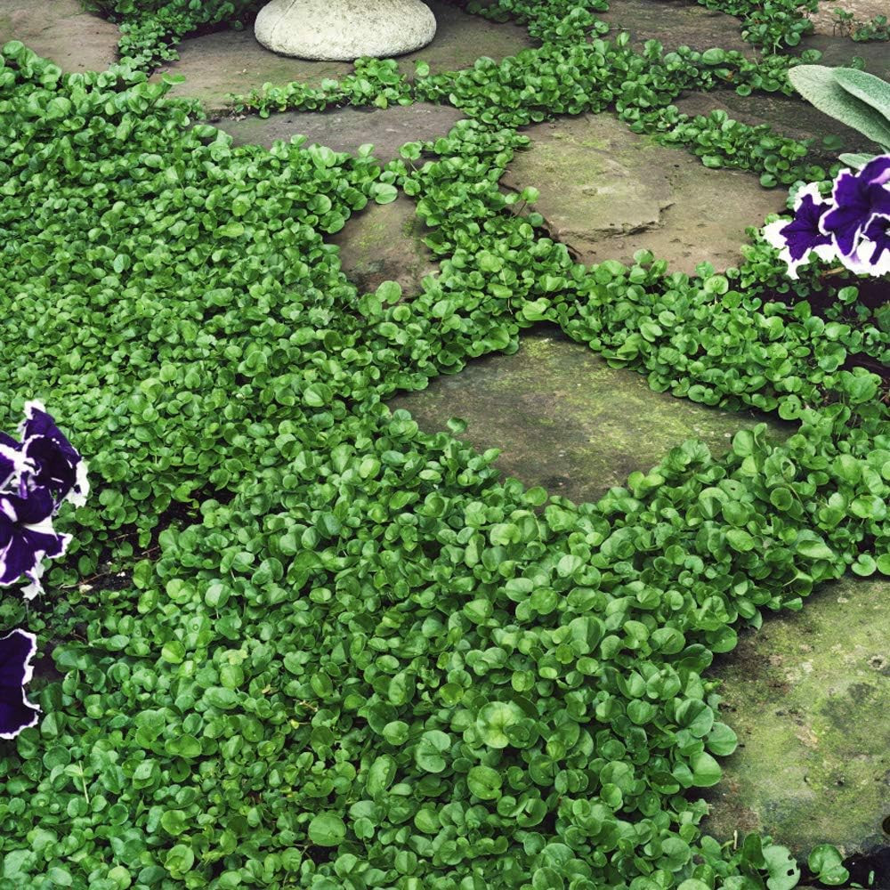 Perennial Dichondra Repens Seeds – 1 Lb Dense Green, Low-Maintenance Ground Cove
