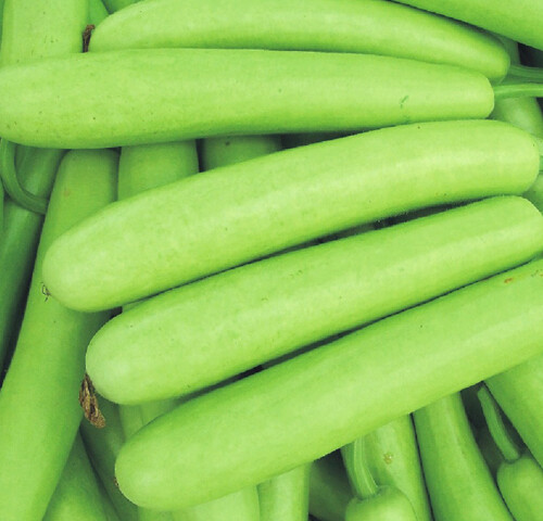 100% Organic Calabash Long Bottle Gourd seeds po gua, dudhi, lauki 10 seeds