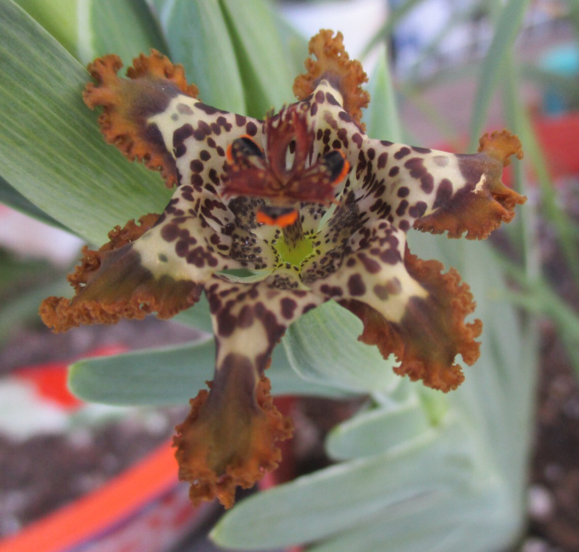 Ferraria crispa Frilly Spotted Flowers Org Brown 2 Jumbo Corm