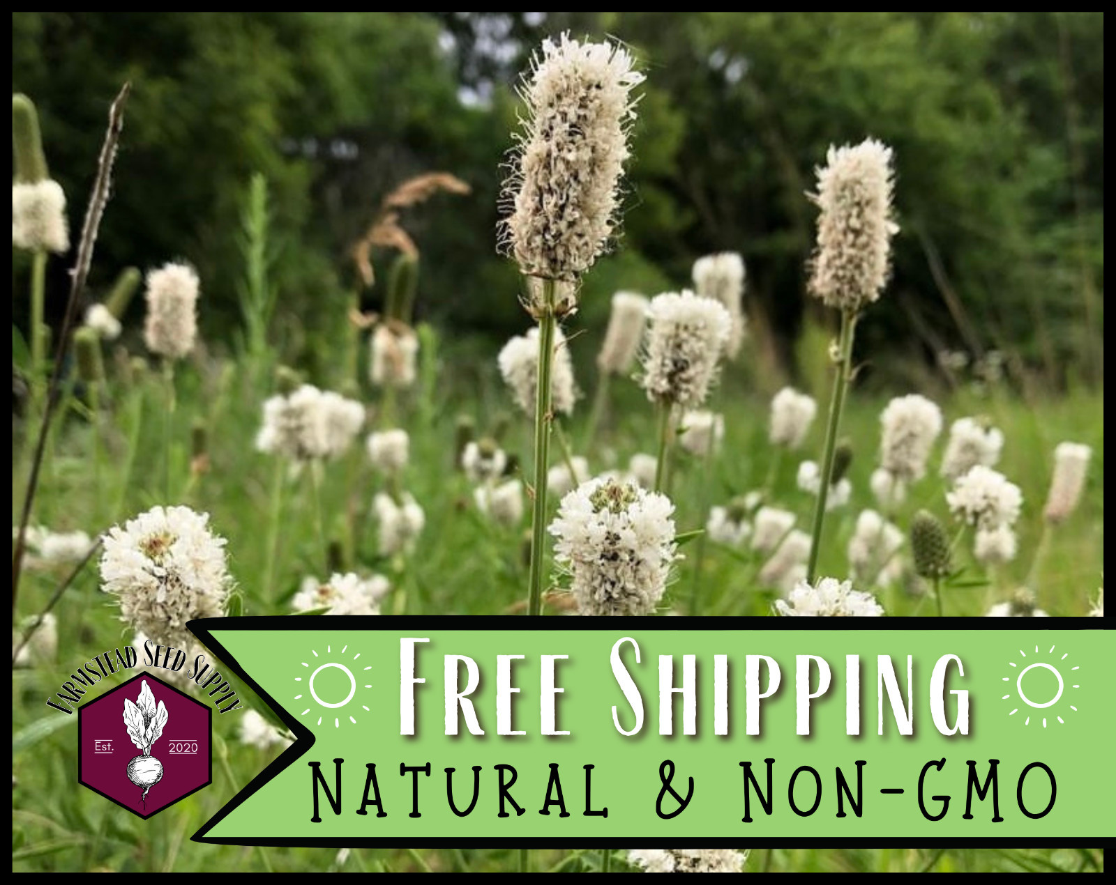 3,800+ White Prairie Clover Seeds | Native Wildflower Gardening, Dalea candida