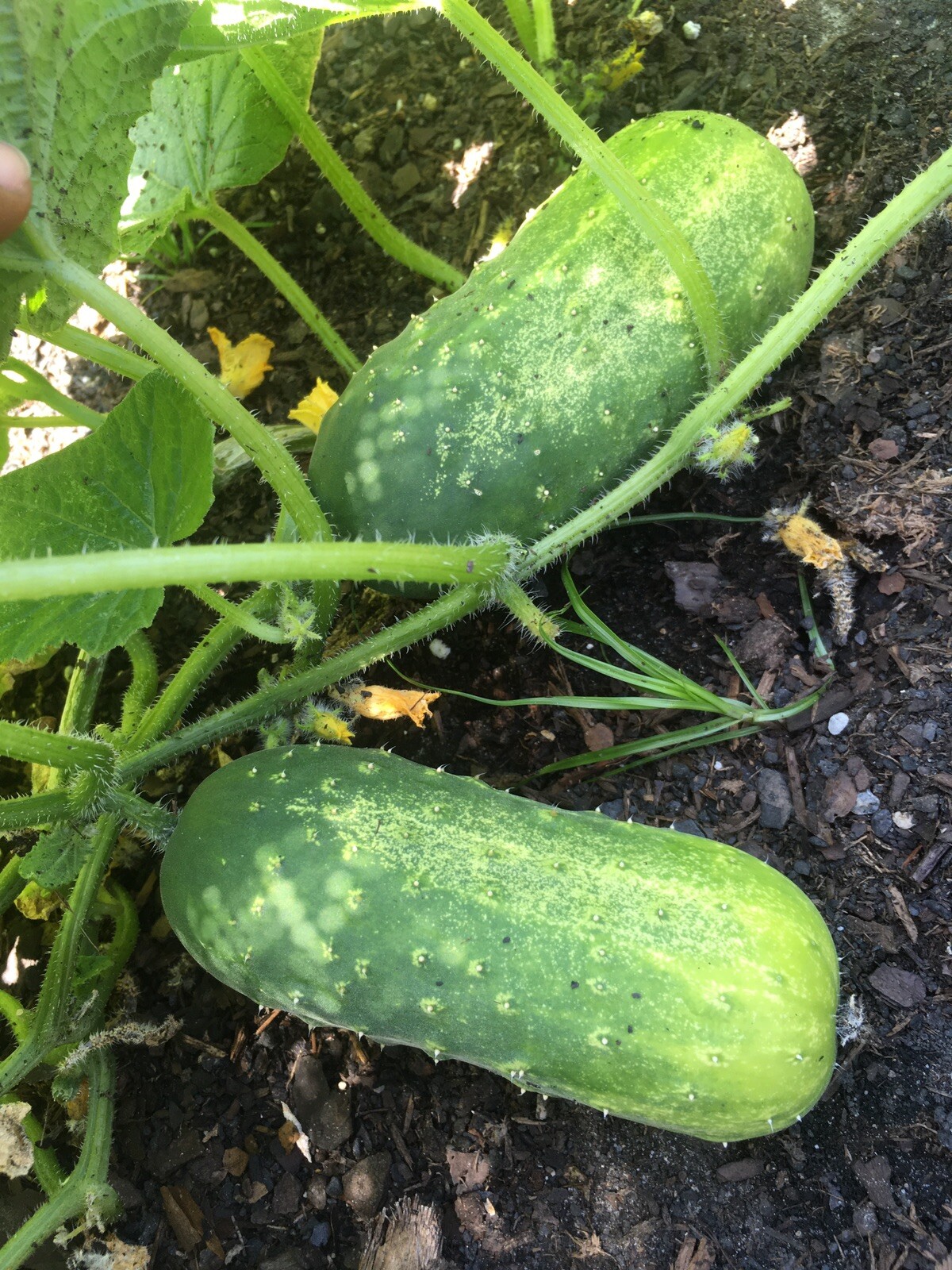 Boston Pickling Cucumber Seeds 50 Fresh Seeds Garden Heirloom Non-GMO