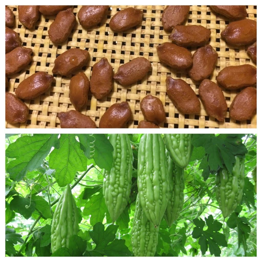 30 Bitter Melon ,Bitter Gourd seeds, Balsam Pear, Ku Gua, Foo Gwah, Kho Qua F1