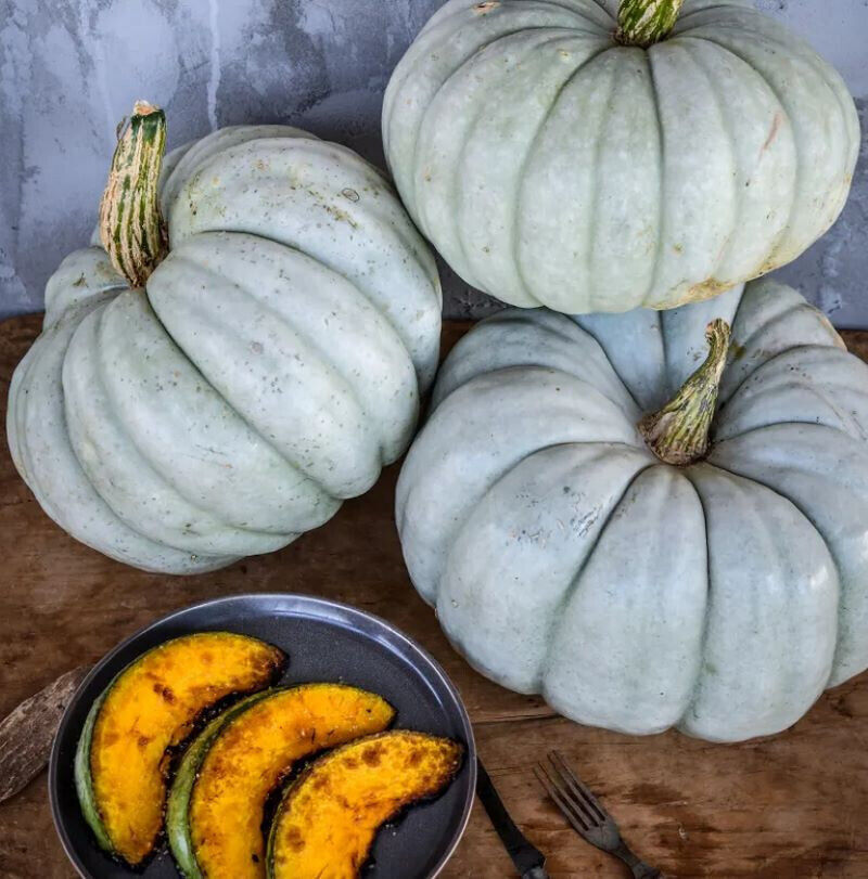 Jarrahdale Blue Pumpkin Seeds Heirloom Big Winter Squash Size: 5-100