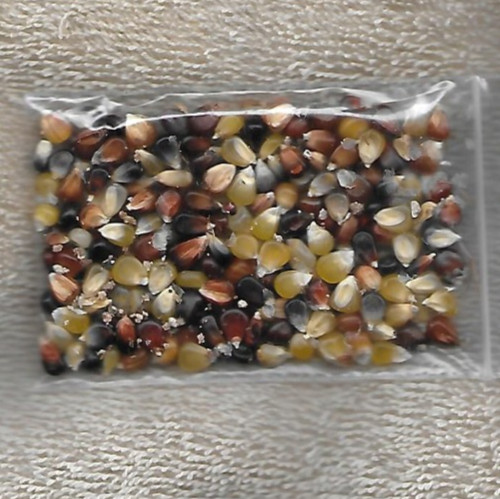 Minature Colored Popcorn – 1 Tbsp (190-210 Seeds)