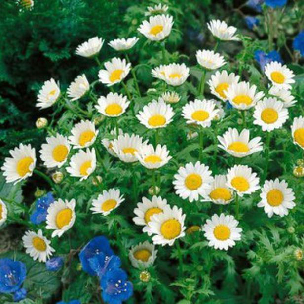 430 SEEDS – daisy CREEPING – dwarf ONLY 8″ TALL – GroCo* USA – BUY 15-SHIPS FREE