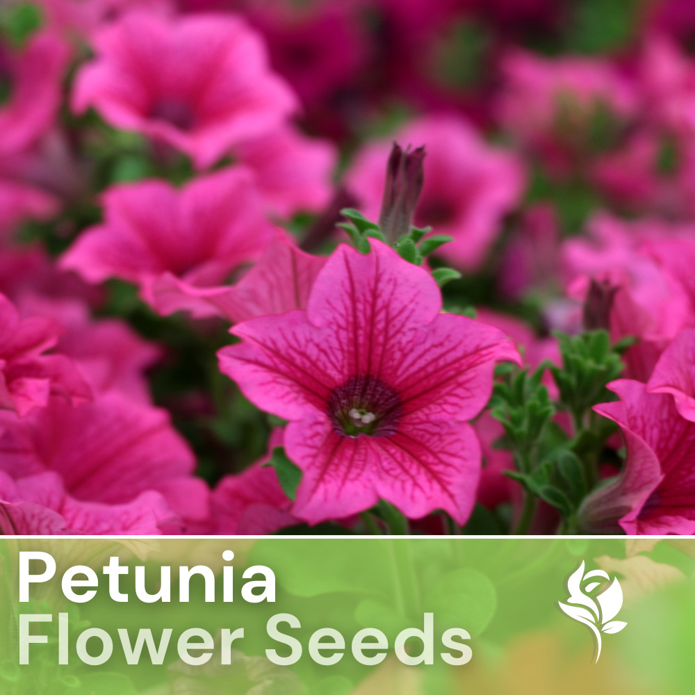 1000+ Cranberry Viole Petunia Seeds US SELLER Perennial Flowers Seed Annual Bulk