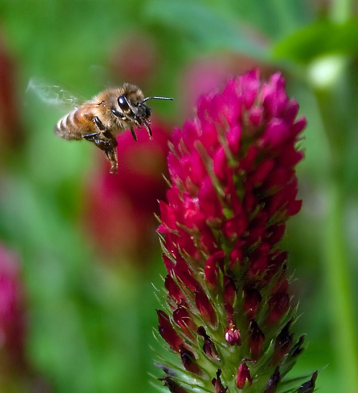 Crimson “Dixie” Clover seed, Inoculated. Feed Bees, Cover Crop, Grown the USA!