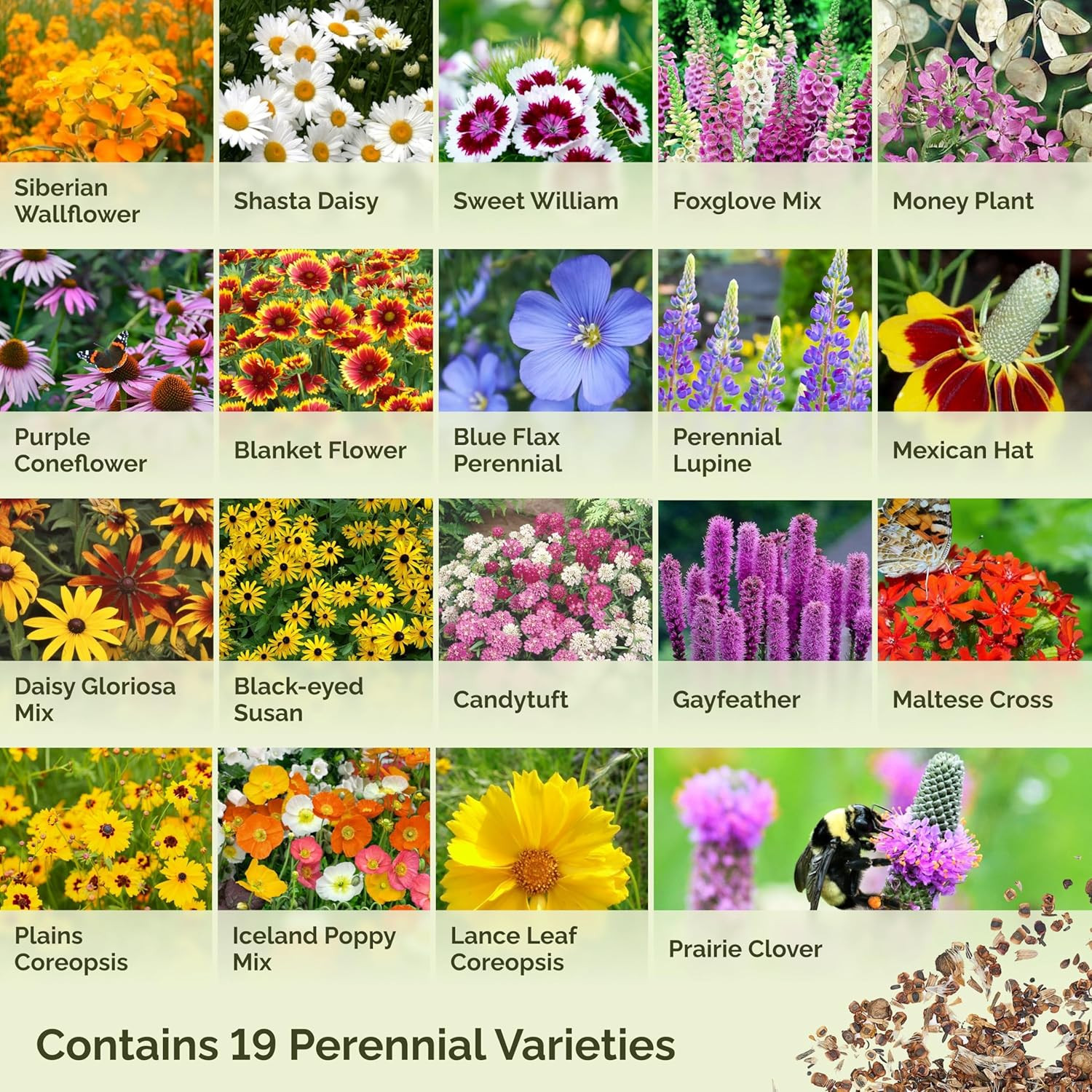 All Perennial Wildflower Mixed Seeds for Planting, 1/4 lb, 120,000+ Seeds with L