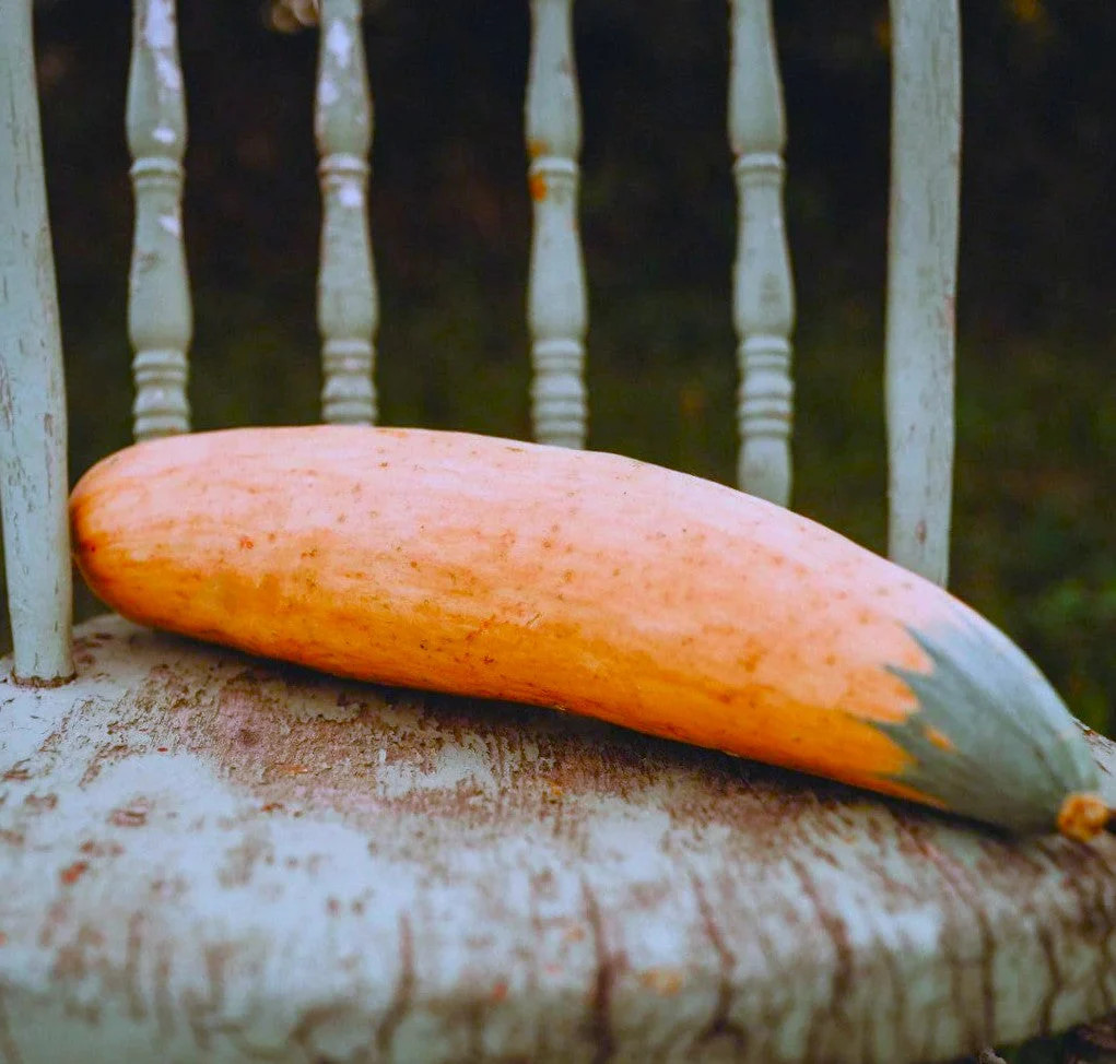 North Georgia Candy Roaster Seeds | Pink Banana Pumpkin Winter Squash Seed 2025