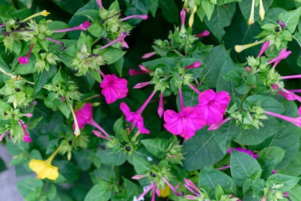 Eunice’s Heirloom Four O’Clock Flower Seeds for Planting. Pink & White Flowers