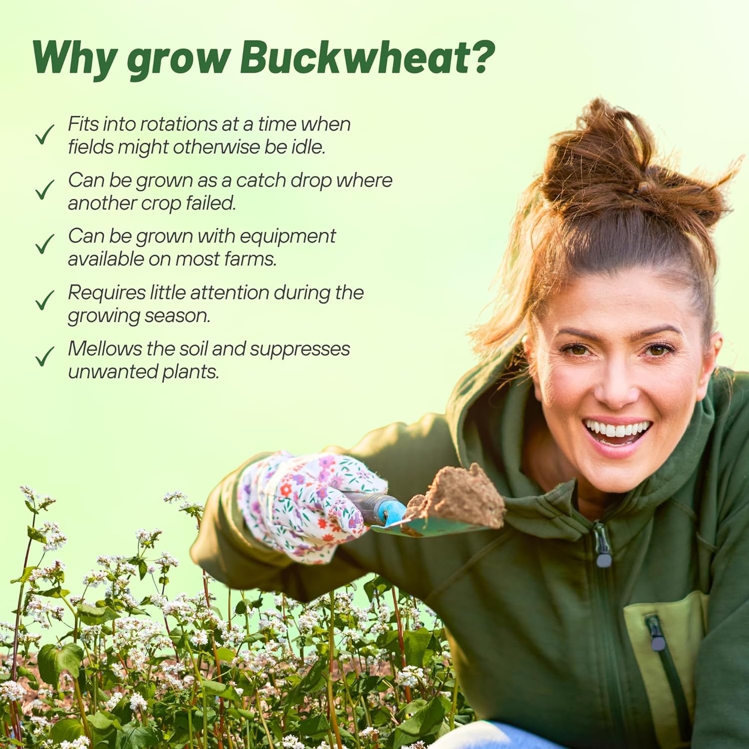 1 LB Buckwheat Seed For Planting Cover Crops & Green Manure