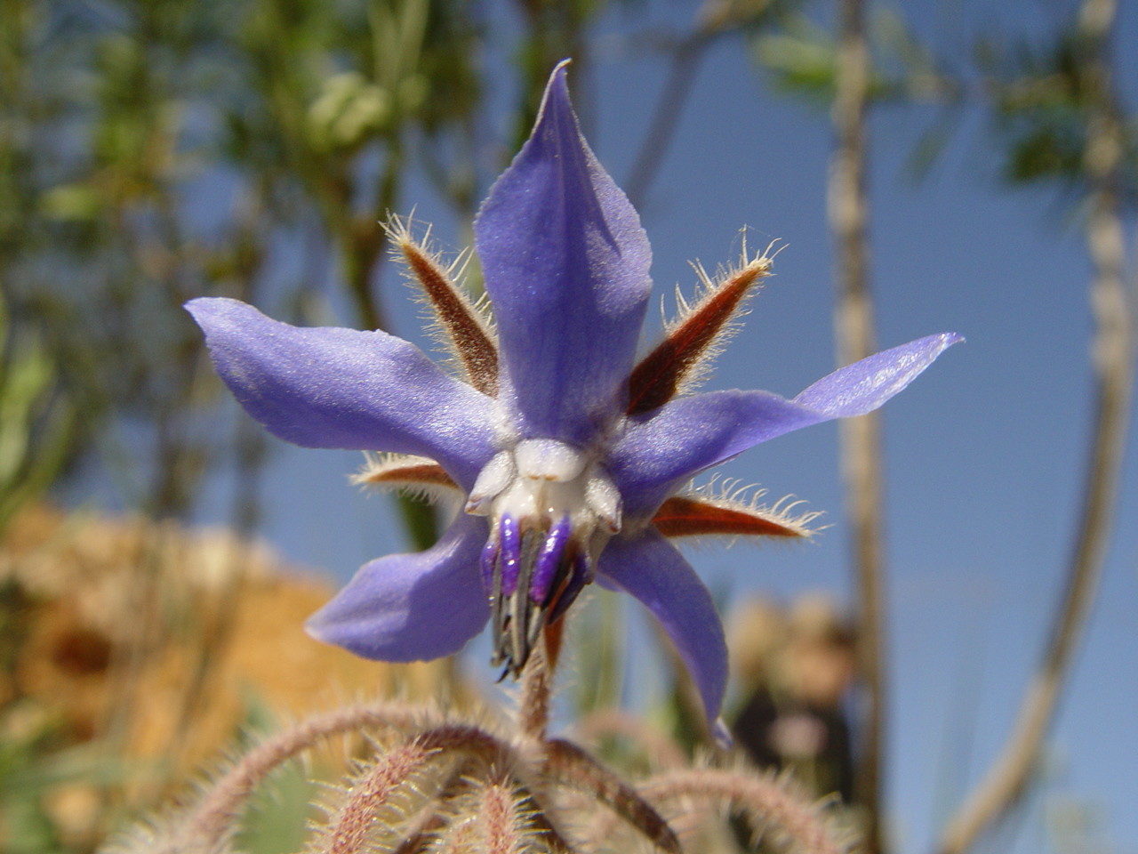 150 Borage Seeds – Borago officinalis seeds – Deer resistant – Flowers – Herb