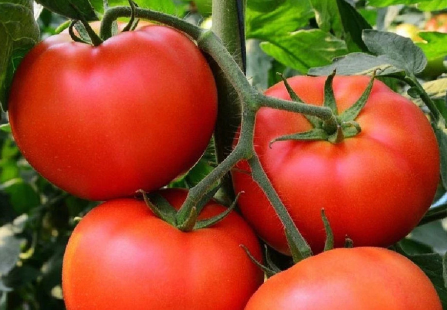 50+ Homestead Tomato Seeds, Free Shipping USA Seller.