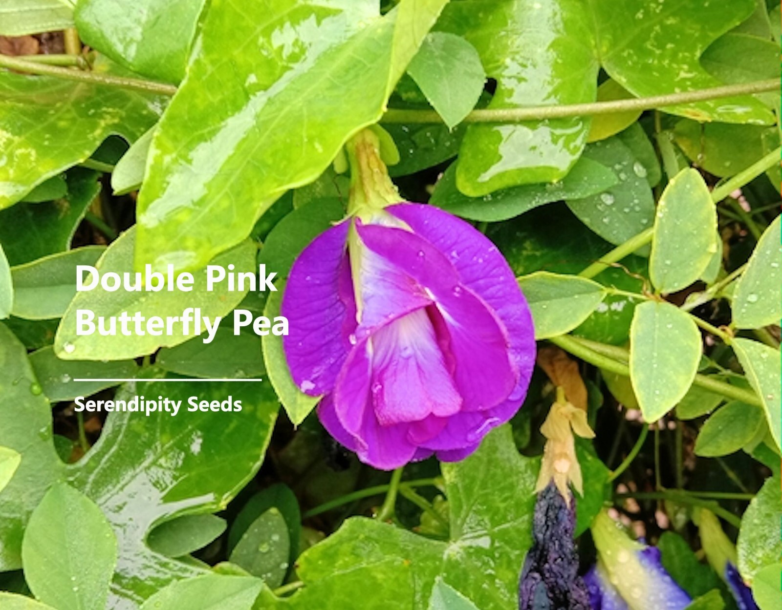 Tropical Flower Seeds -Rare Double Pink Flower Butterfly Pea -10 Seeds -Clitoria